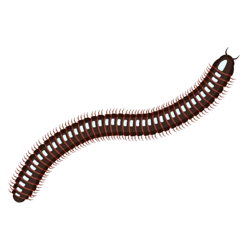 Indice Mille Pattes